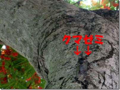 IMG_6940toriクマゼミ