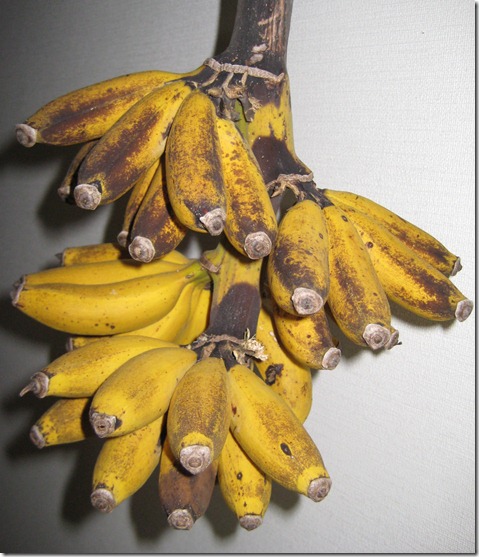 IMG_5863島バナナ完熟