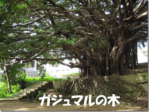 ガジュマル