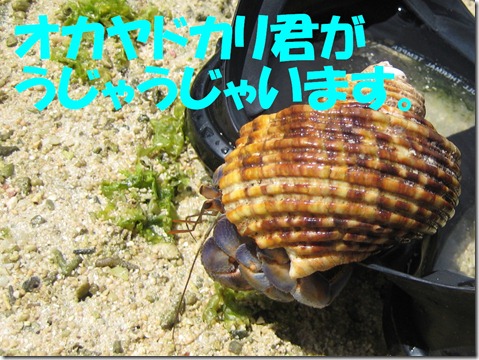 IMG_0010オカヤドカリ
