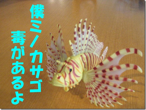 IMG_0118ミノカサゴ