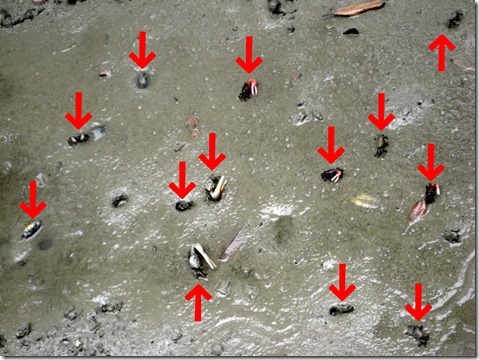 IMG_0469かにかにかに