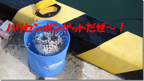 IMG_1405ハリセンボン