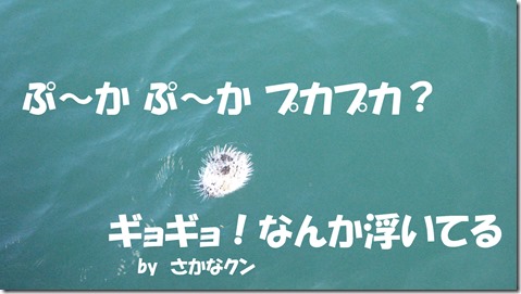 IMG_1409ぷかぷか