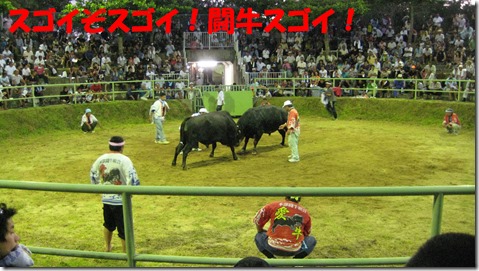 IMG_1512スゴイ闘牛