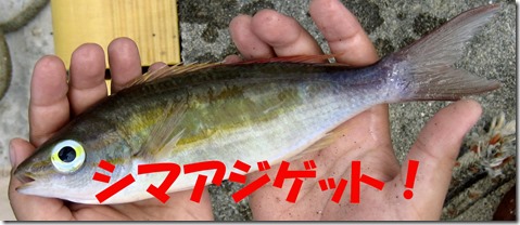 IMG_1534シマアジ