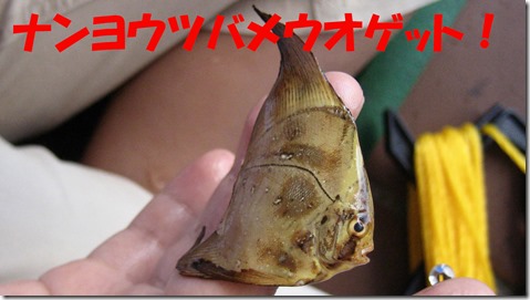 IMG_1536　ちょうちょう