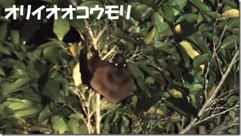 20140725003オリイオオコウモリ