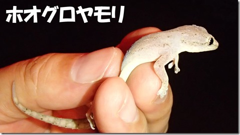 20140725004ホオグロヤモリ