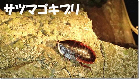 20140725006サツマゴキブリ