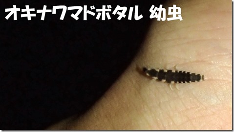 20140725008ホタルの幼虫