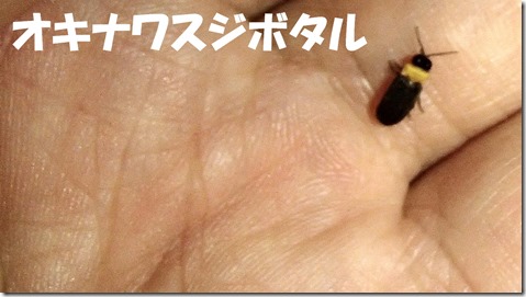 20140725009オキナワスジボタル