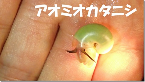 20140725011アオミオカタニシ