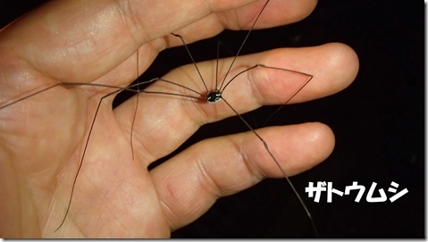 20140725012ザトウムシ