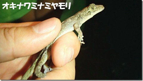 20140725013ミナミヤモリ