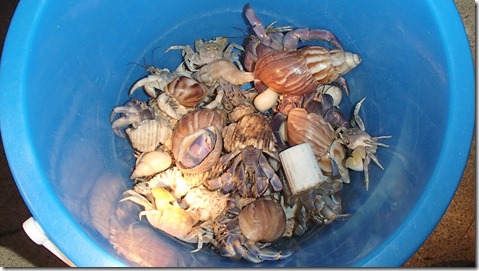 20140725020オカヤドカリ