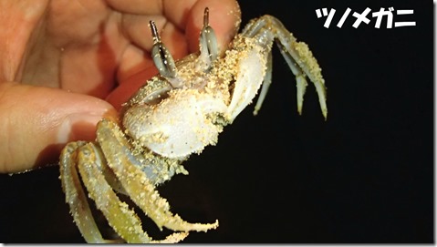 20140725023ツノメガニ