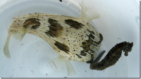 IMG_0519はりたつ2