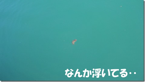 IMG_0534何かういている