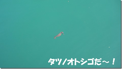 IMG_0535タツノオトシゴ