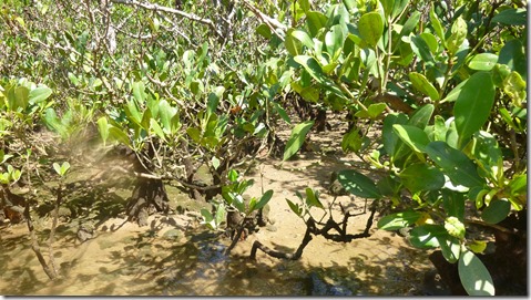 P1150746マングローブ2