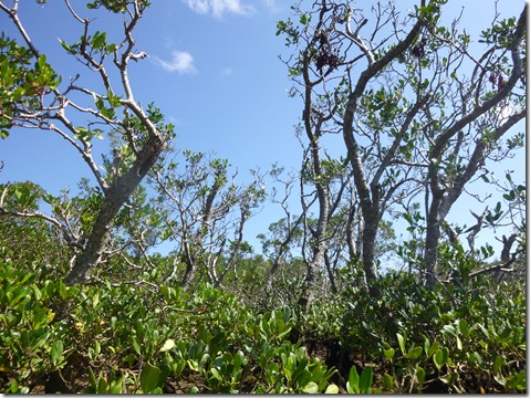 P1150747マングローブ