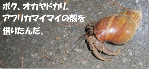 IMG_1382オカヤドカリ