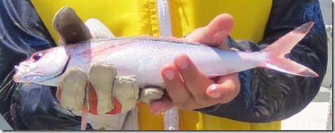 IMG_1512グルクン