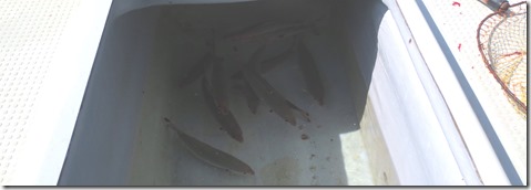 IMG_1519グルクンイケス