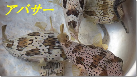 IMG_1538　アバサー