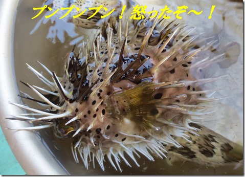 アバサー　ハリセンボン　沖縄