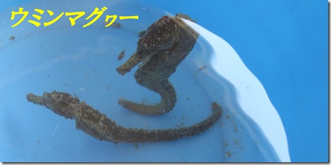 タツノオトシゴ