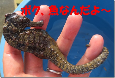 タツノオトシゴ　沖縄