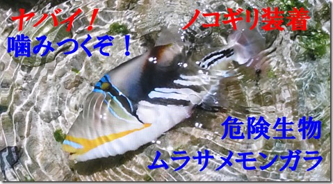 IMG_2087カワハギ噛みつくぞ