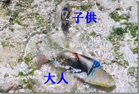 IMG_2089カワハギ2匹こどもおとな