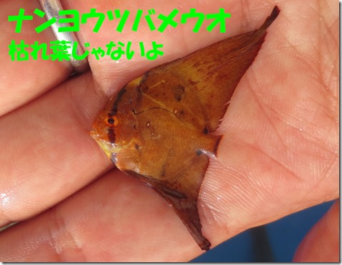 ナンヨウツバメウオ　沖縄