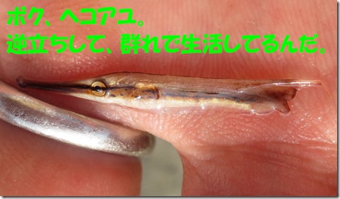 ヘコアユ　逆立ち