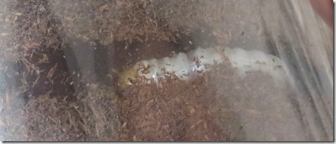 IMG_0791とり IMG_0791とり