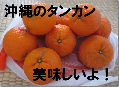 IMG_0872タンカン文字