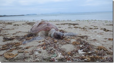 ウミガメ　具志川