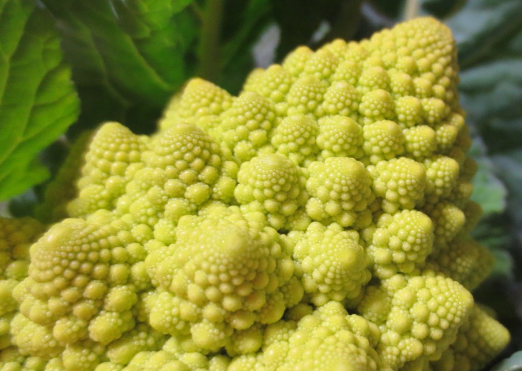 SPI対策予備校
アフロ松田
松田佳久
農業大学校