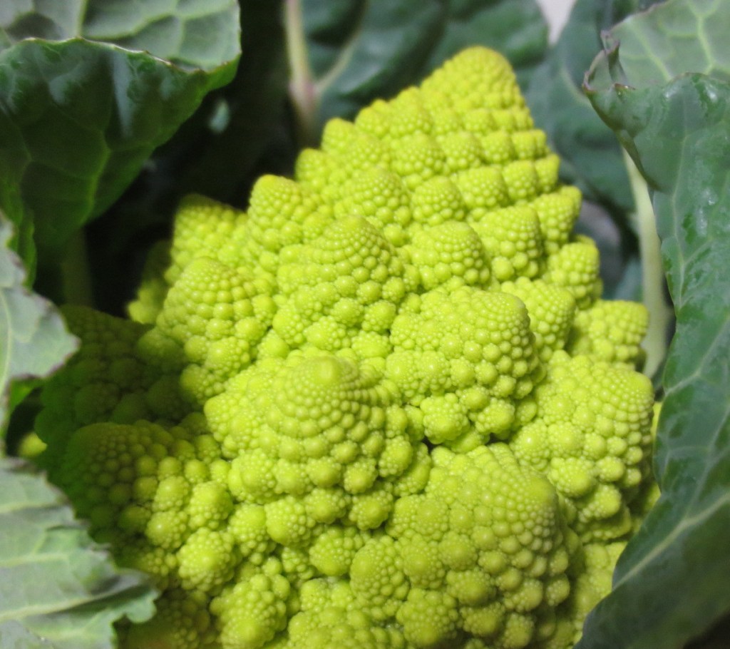 SPI対策予備校
アフロ松田
松田佳久
農業大学校